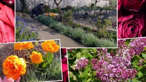 26.04. Встречаем гостей...Новая клубника... Заливаем дорожки...