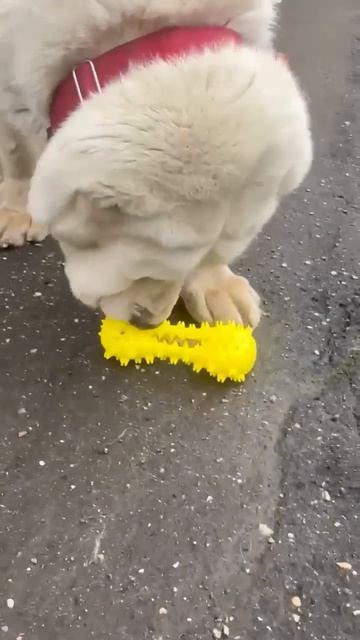 🌿 Наш красавец медвежонок САО Шон 🍀 дома 🏠❗Пост в описании 🎥 #сао #собака #алабай #любовь