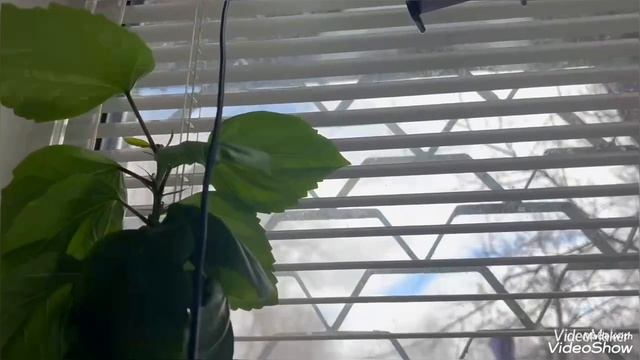 Комнатные растения, растут не по дням а по часам