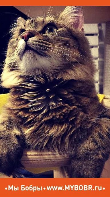 Мы Бобры-знаем, что любят котики