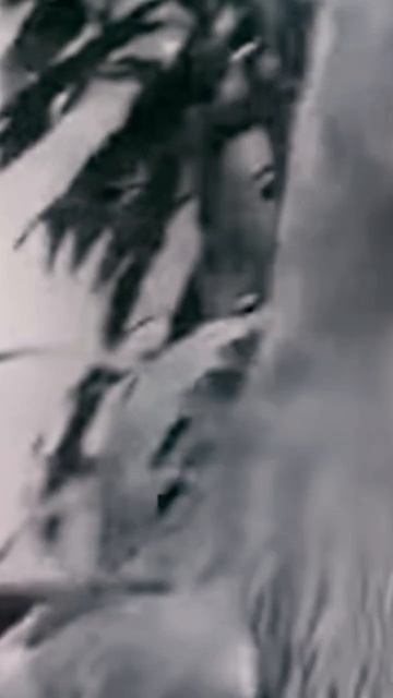 Природа, чудные создания.