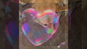 1000057102.mp4 (Собака наблюдает за устройством лестницы на 2-ой этаж в доме А-фрейм)