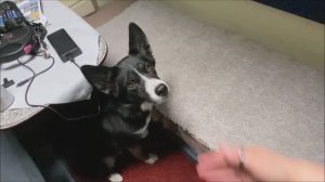 Влог из поезда Адлер-Москва ..едем с собакой домой 🐶😊🚂!