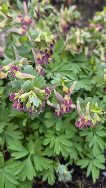 Редкая хохлатка.Подмосковье.25 апреля