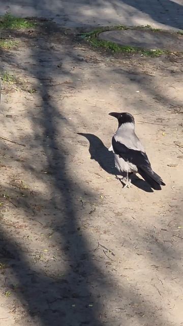 приключение сороки 🐦 часть 2 💬 сорока улетела