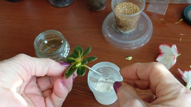 Азалия: черенкую после покупки