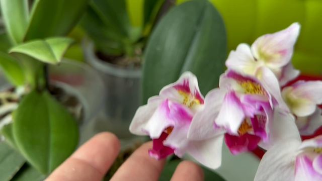 Мои цветущие мутанты: Стеленбош, Кимоно, Литл Джейм Страйпс и безымяшка