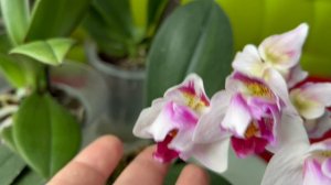 Мои цветущие мутанты: Стеленбош, Кимоно, Литл Джейм Страйпс и безымяшка