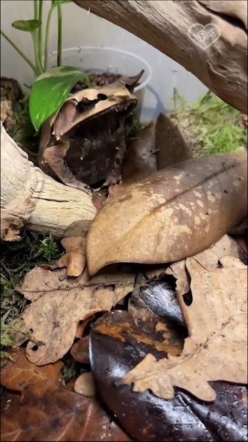 Фокус с исчезновением бананового сверчка от рогатой носатой чесночницы ☺️✨