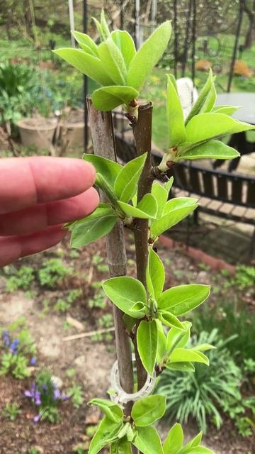 Формирование молодого плодового дерева. Весна