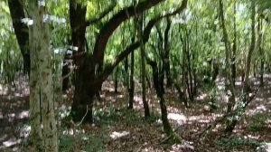 Древнее дерево Славян с естественным ульём с пчелыми на горе Медведь в Архипо-Осиповке.