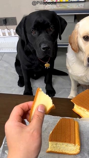 Белая собака за справедливость