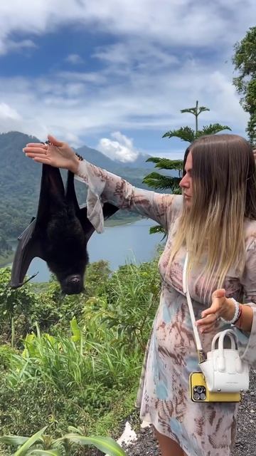 Летучая лиса