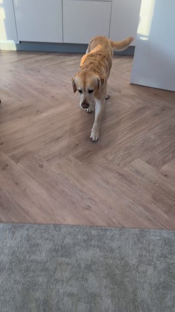 Самая аккуратная собака в мире🐶