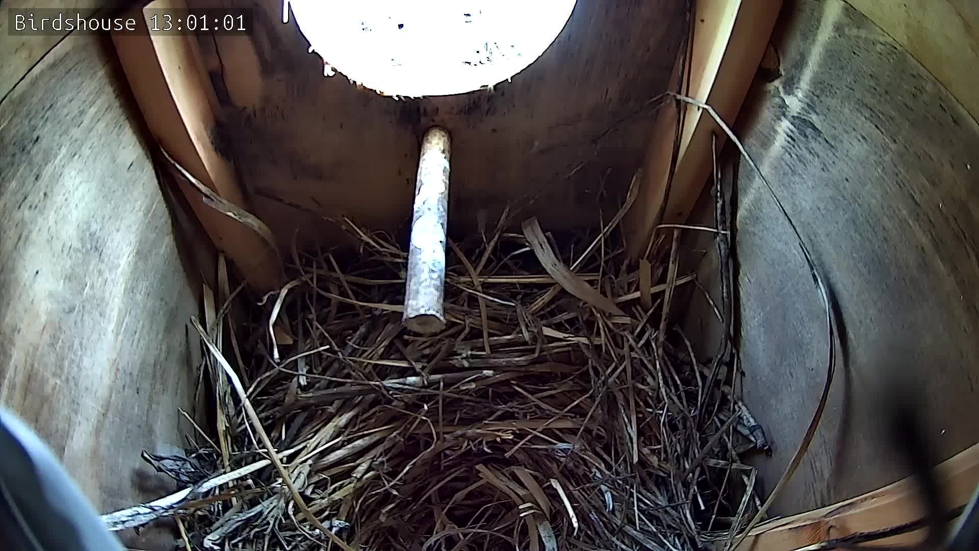 Скворечник - трансляция онлайн