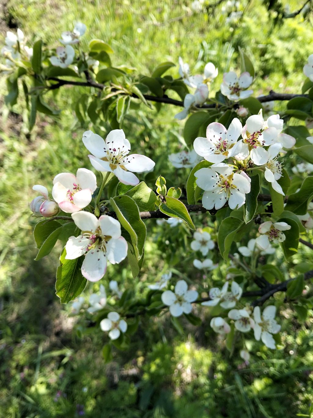 я на ферме альпак✨🦙