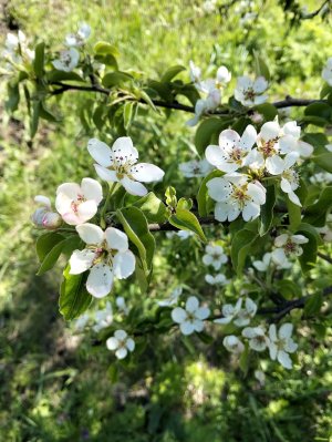 я на ферме альпак✨🦙