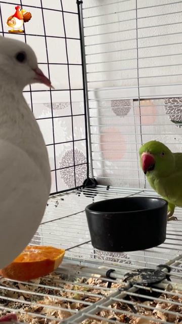 Зеленый попугай и белый голубь (29)