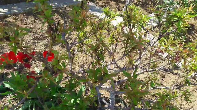 Всё цветёт ...