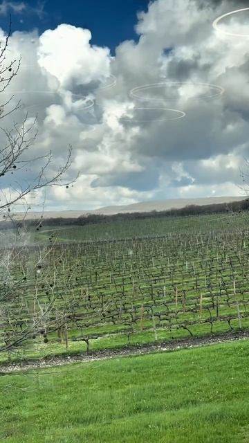 Пейзажи виноградников «Бюрнье»🍷