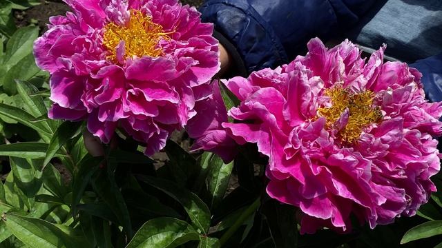 Сеянцы Ворошиловой!/САД ВОРОШИЛОВОЙ