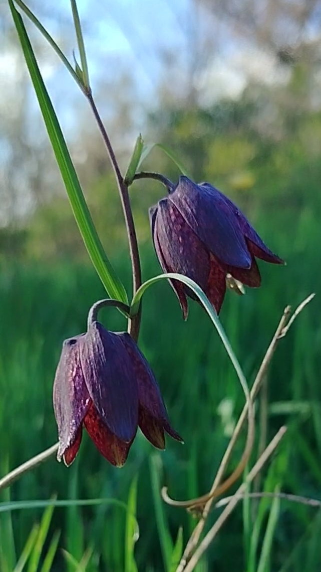 Рябчик русский. Краснокнижный
