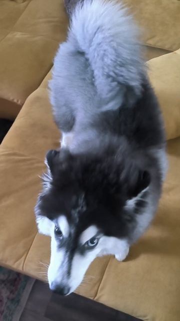 Аркадиологизмы