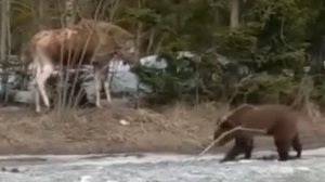 Медведь проснулся! Охота на лося началась, но не тут то было! Лось прогоняет медведя......