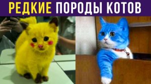 РЕДКИЕ ПОРОДЫ КОТОВ) Приколы с котами
