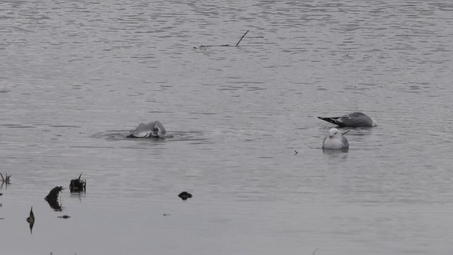 Водные процедуры у чаек