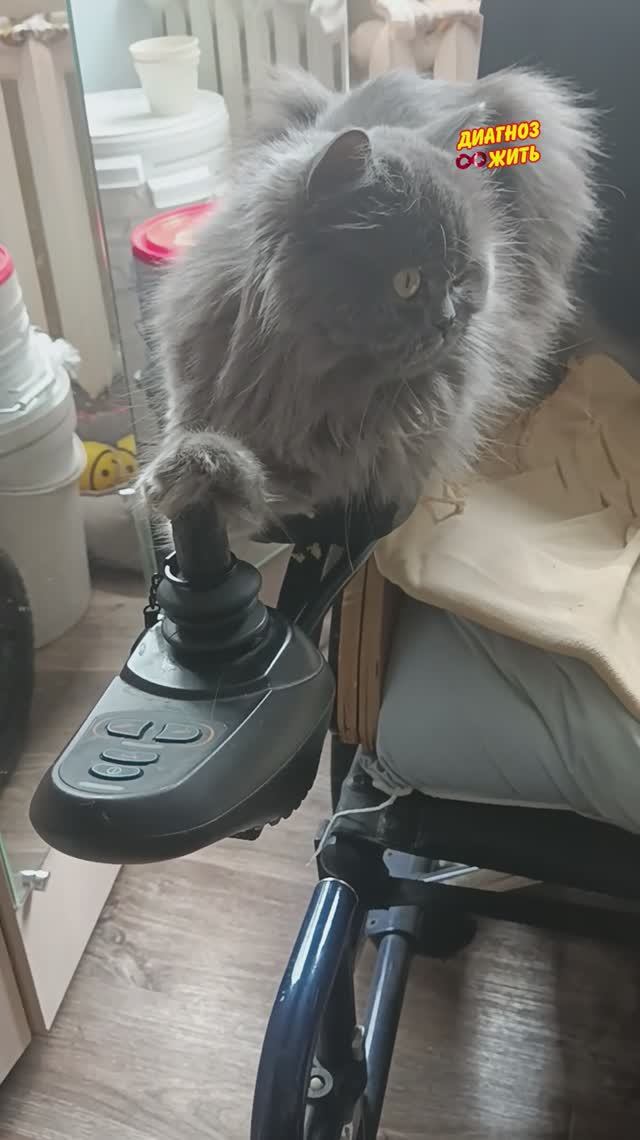 СИМА ПОЕХАЛА...