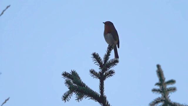 Голос малиновки