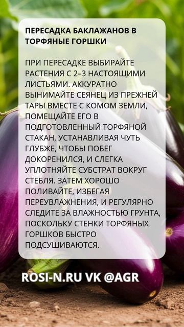 Пересадка баклажанов в торфяные горшки