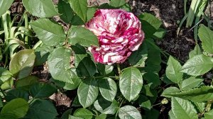 Гибридная Роза