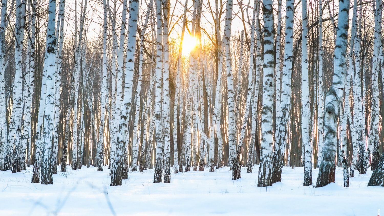 Мелколесье. Степь и дали…