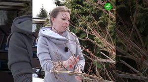 Секрет пышной гортензии: что нужно успеть сделать в апреле, чтобы цветов было в два раза больше