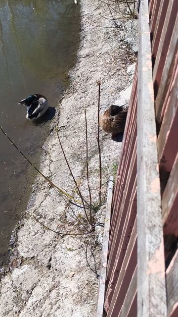 Белокуриха.