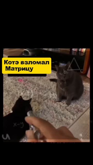 котэ взломал Матрицу😎