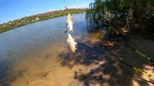 Не успел закинуть - уже клёв! Карась атакует один за другим ⚡