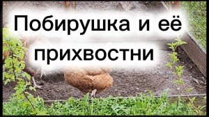 Немного о розах и о побирушке.