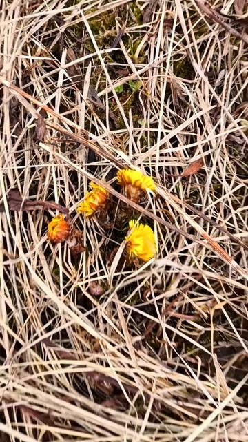 Пришла весна и на наш хутор.
#веснапришла#апрель#погода
#цветы#вместемысила
#реферальныйбизнес