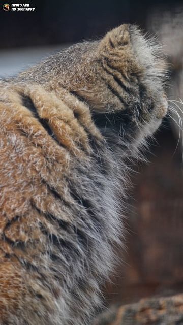 Манул Пепе наблюдает за Шу, сидящим в гамаке. Ленинградский зоопарк