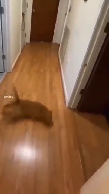 Котийский дрифт