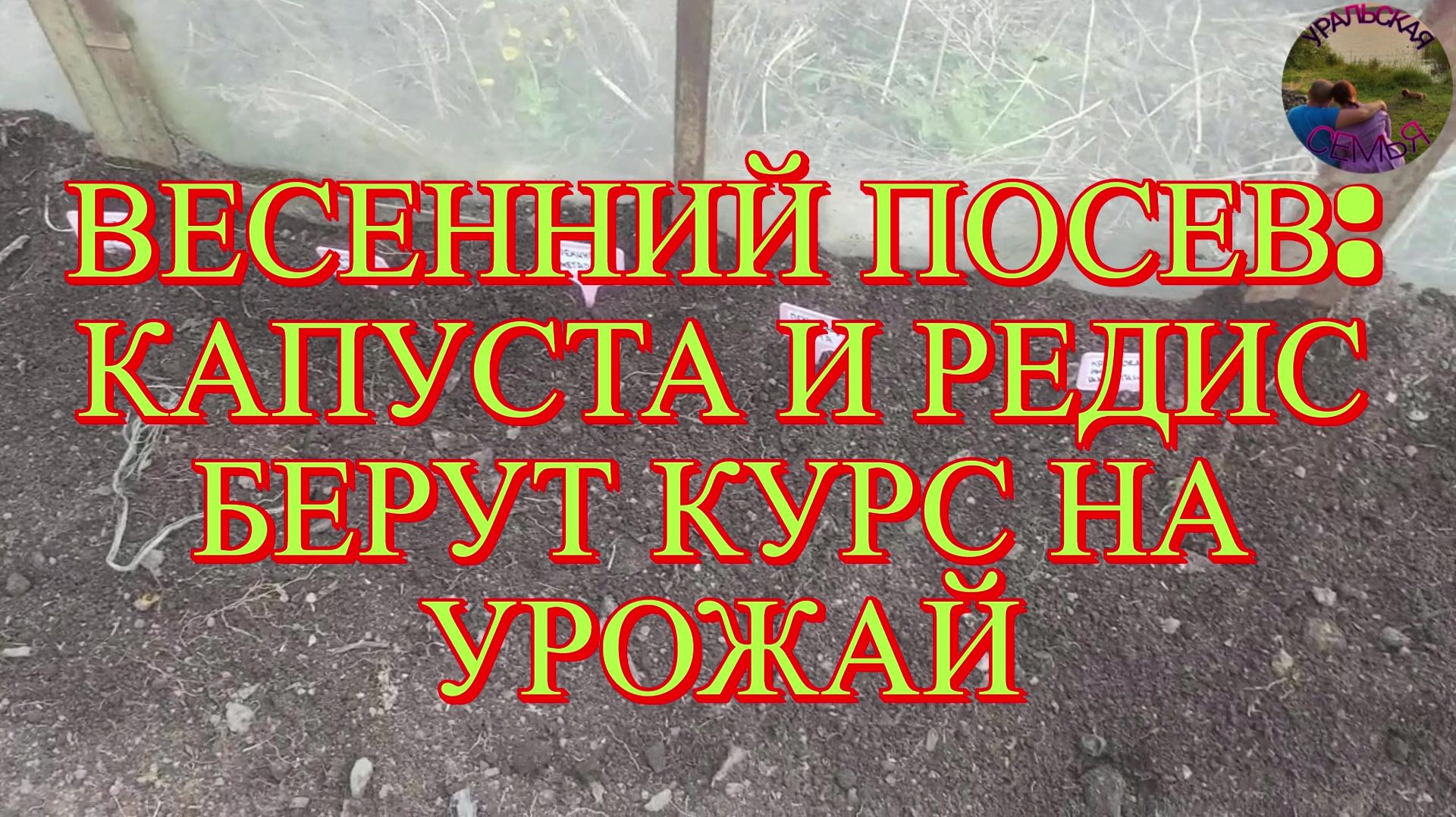 Операция „Зелень“: внедрение капусты и редиса в теплицу