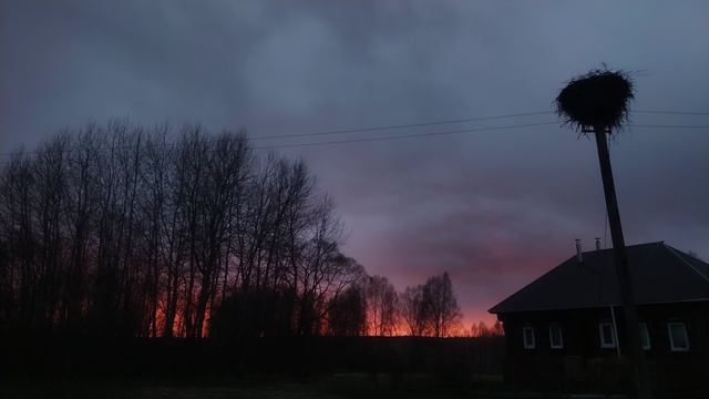 Аист на закате в дождь