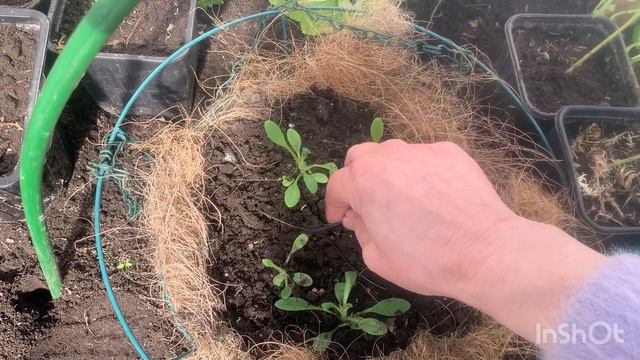 Дачный обзор 20 апреля | сею огурцы на рассаду