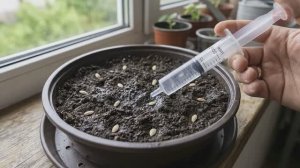 Посадите огурцы на рассаду в апреле мае этим способом на окне для супер приземистых растений!