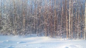 Всю зиму за компом, а тут ЛОПАТА… Первый выход на дачу!