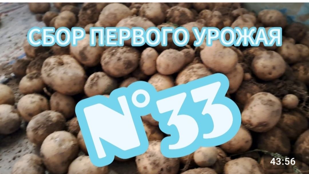N°33. СОБИРАЕМ УРОЖАЙ || ОХОТА НА ГРИБЫ || ЖИЗНЬ В ДЕРЕВНЕ #изгородавдеревне #фильмпродеревню