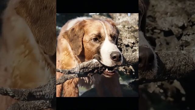 Зов предков